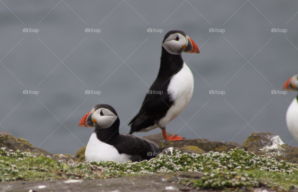 nature birds northumberland puffins by darloandy1963