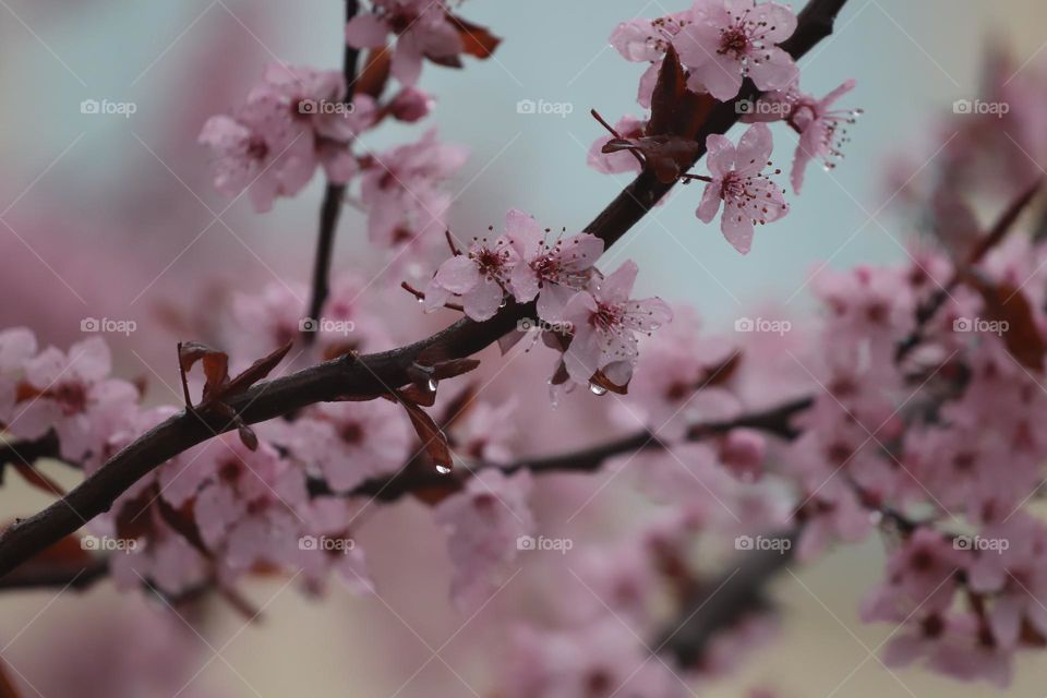 Cherry blossoms 