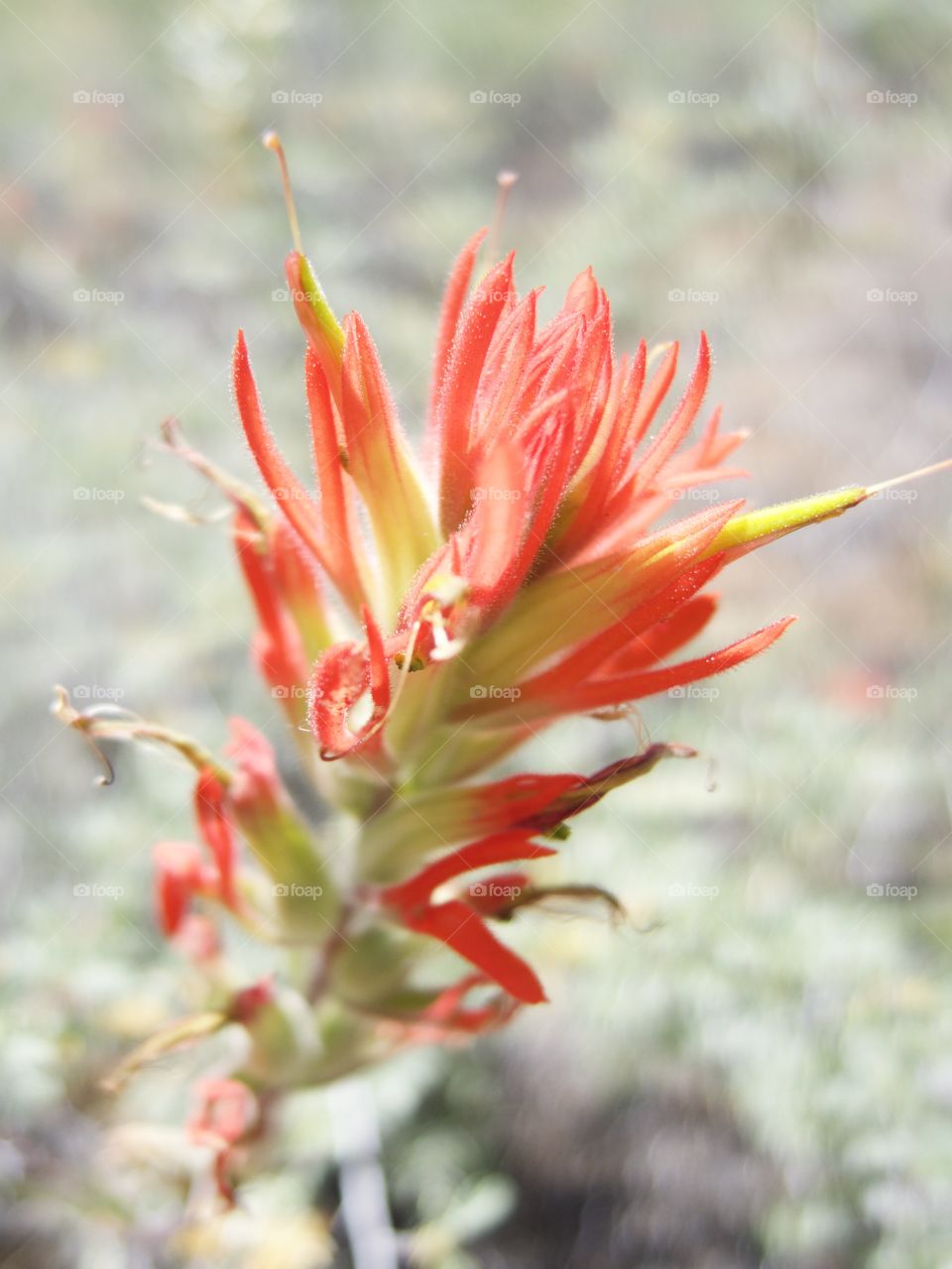 A detailed closeup of the bright red petals of wild Indian Paintbrush high in the mountains of Central Oregon on a sunny summer morning. 