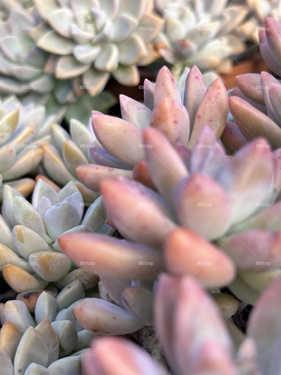 Succulent plant Graptoveria Opalina with blueish great pale green and pink tinged leaves