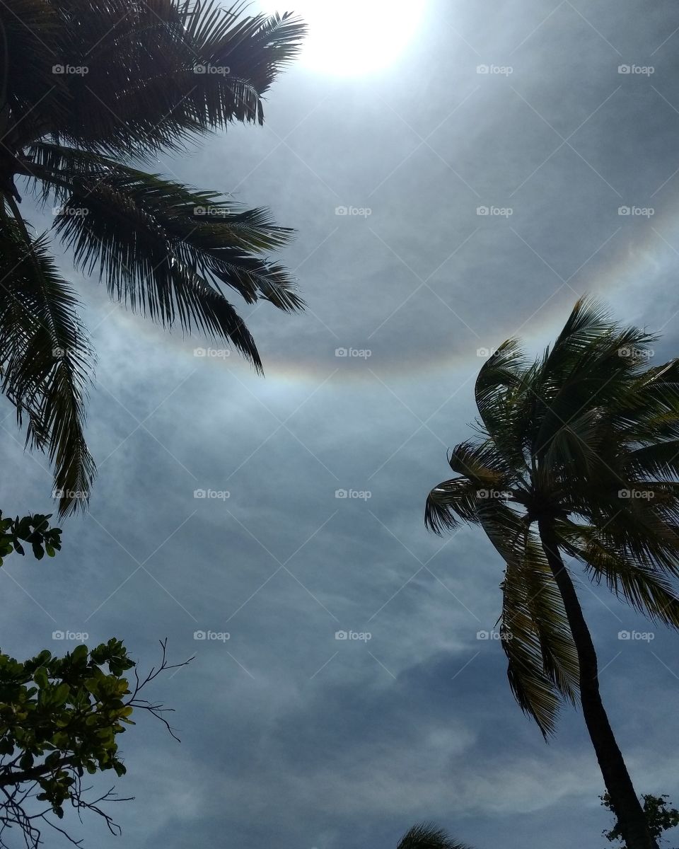 Low angle view of palm trees against sky
