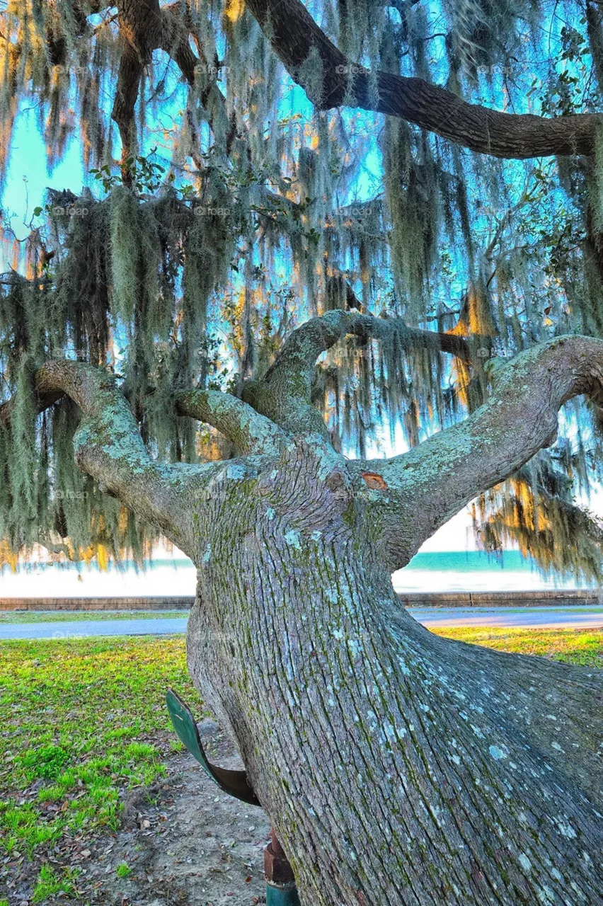 Old tree