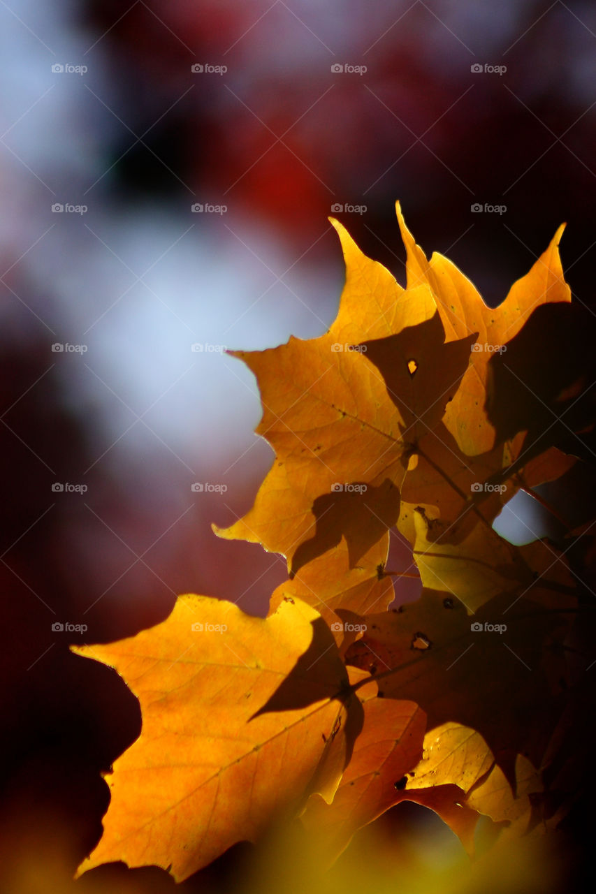 Fall leaves