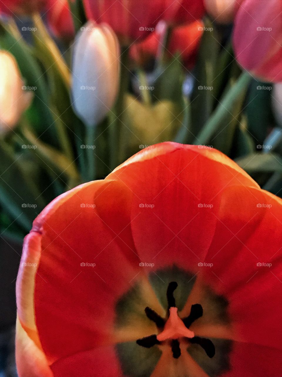 Tulips