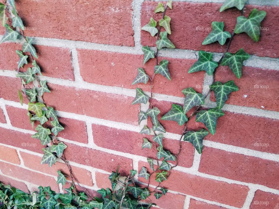 Ivy climbing brick wall