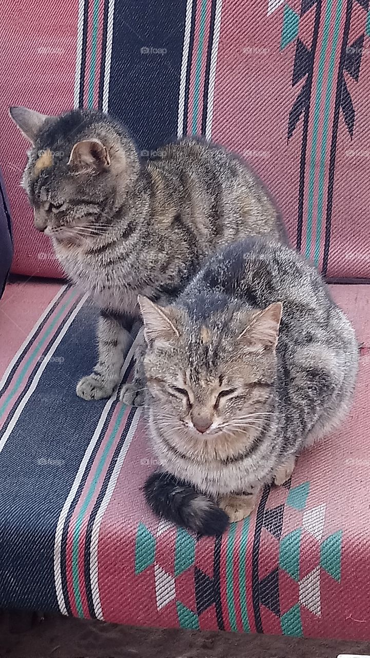 Sunbathing tabby cats
