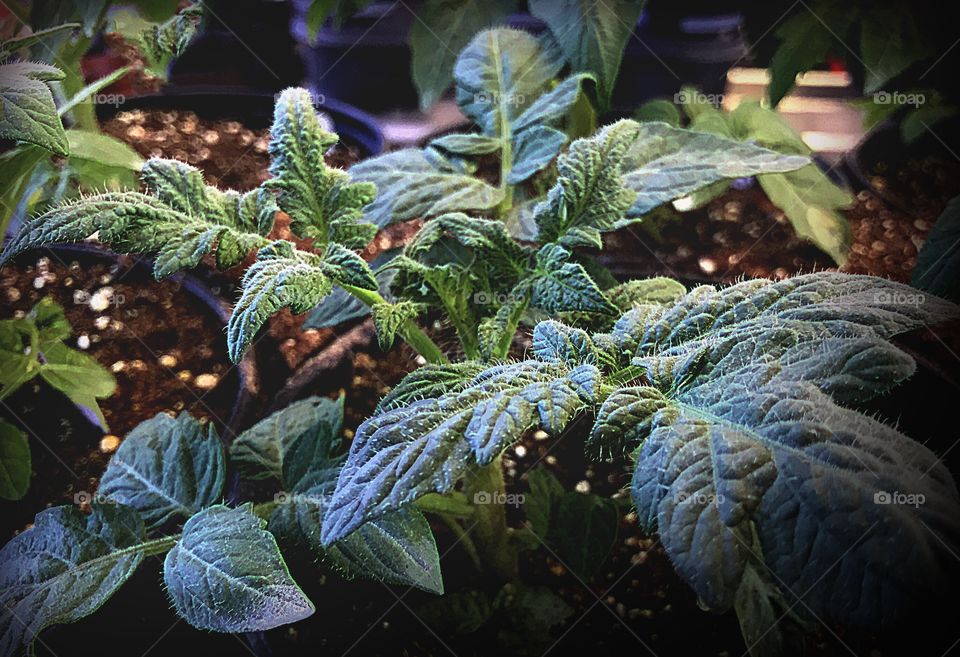 Gardening-cultivating a tomato plant.