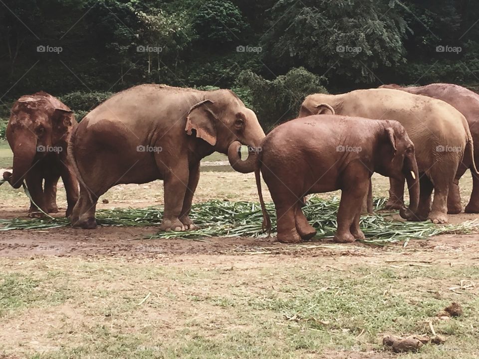 Family of Elephants.