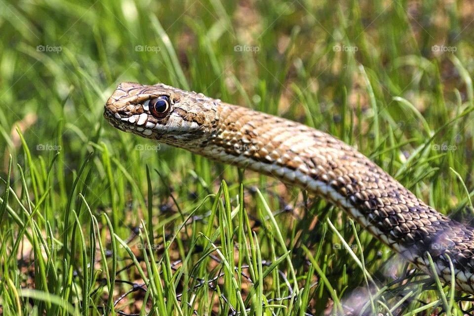snake in the grass