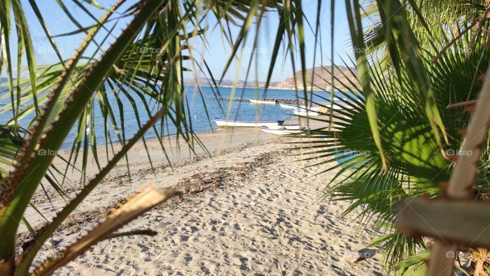 A beach seen between 2 palm trees