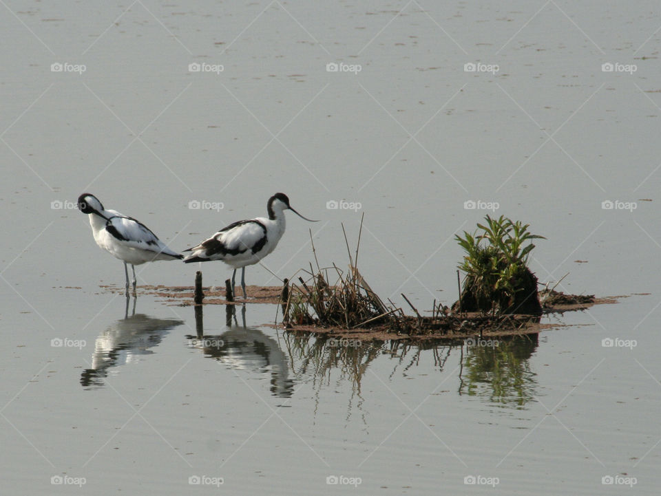 Bathing Birds