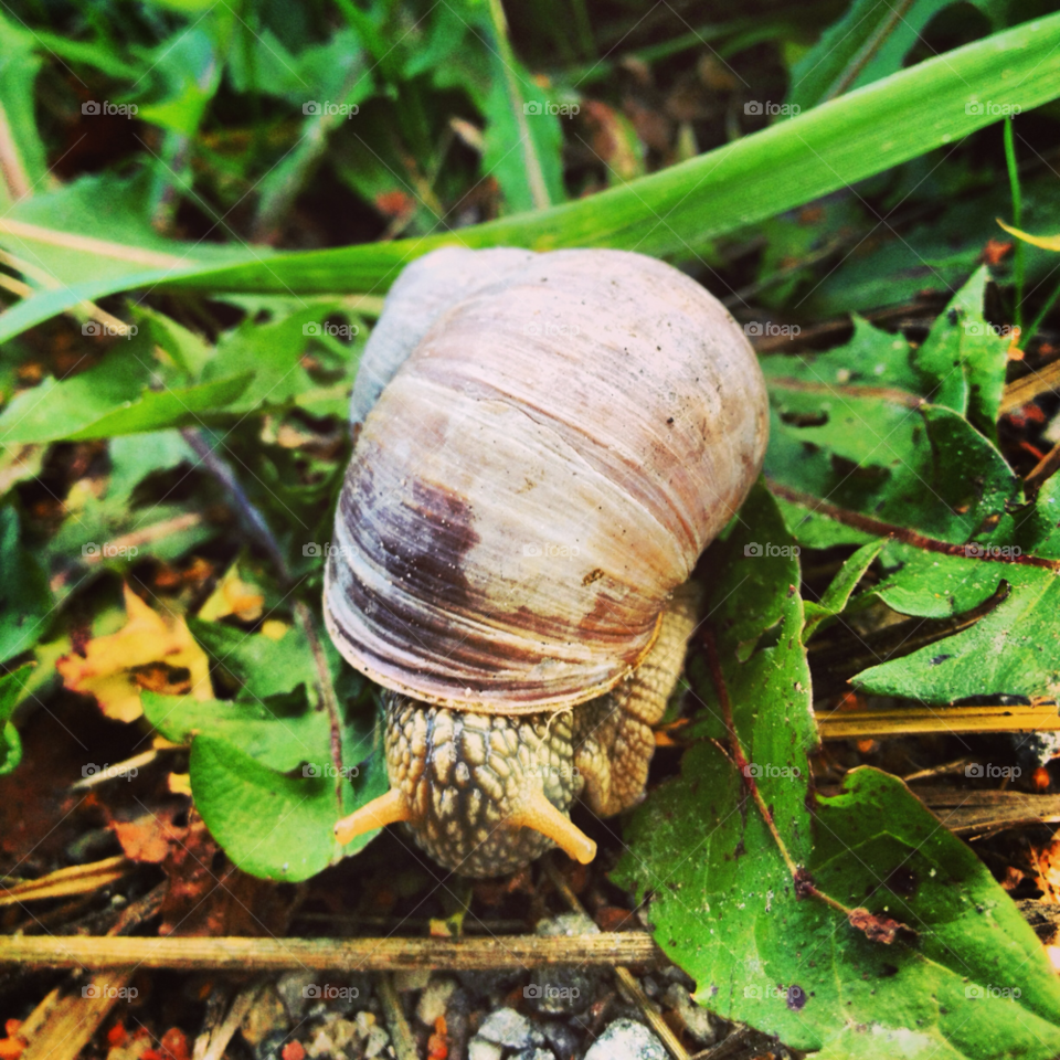 nature animal snail by liselott