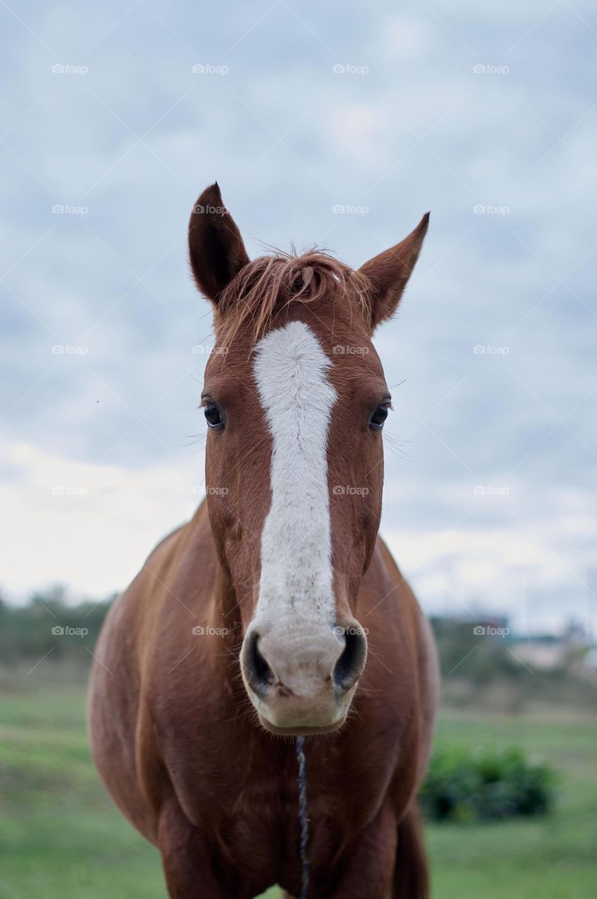 brown horse with white spots grazing in green meadow on a cloudy day.