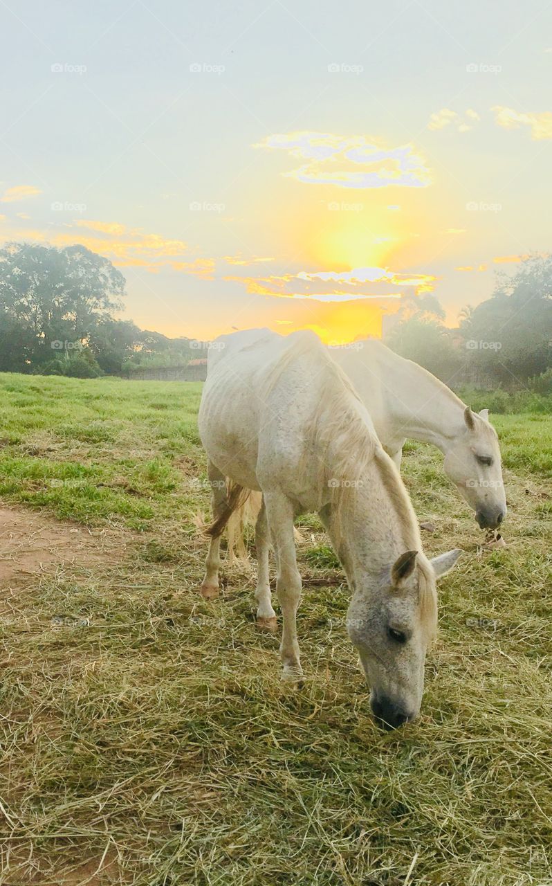 A horse grazing in the middle of the field, next to his mare. Look at the wild nature with the beautiful sun! / Um cavalo pastando no meio do campo, junto à sua égua. Olhe só a natureza selvagem com o bonito sol!