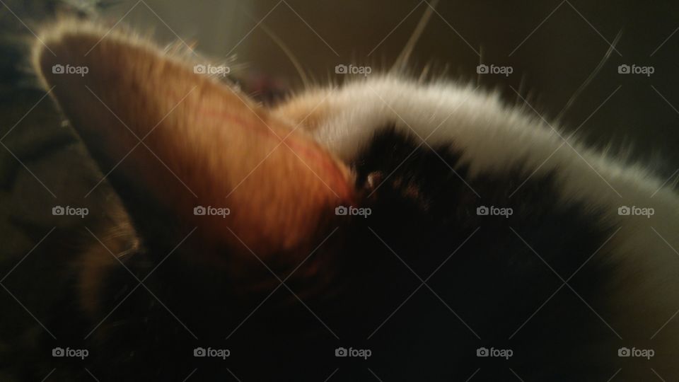 Vein running down outside of cat's ear.