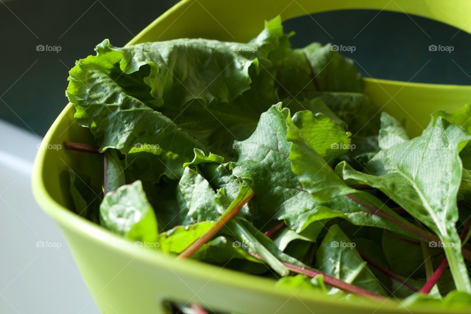 Low-angled view of garden-fresh mixed baby greens in green colander in natural light at the edge of a white kitchen sink