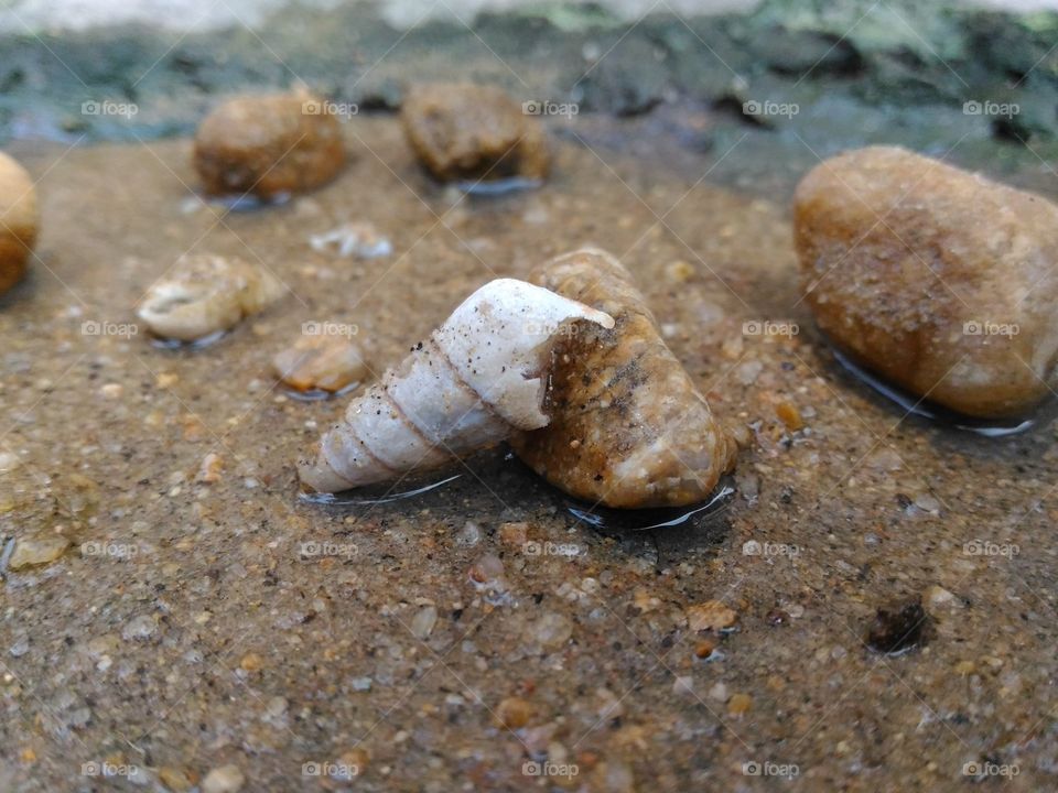 Broken conchshell on sand