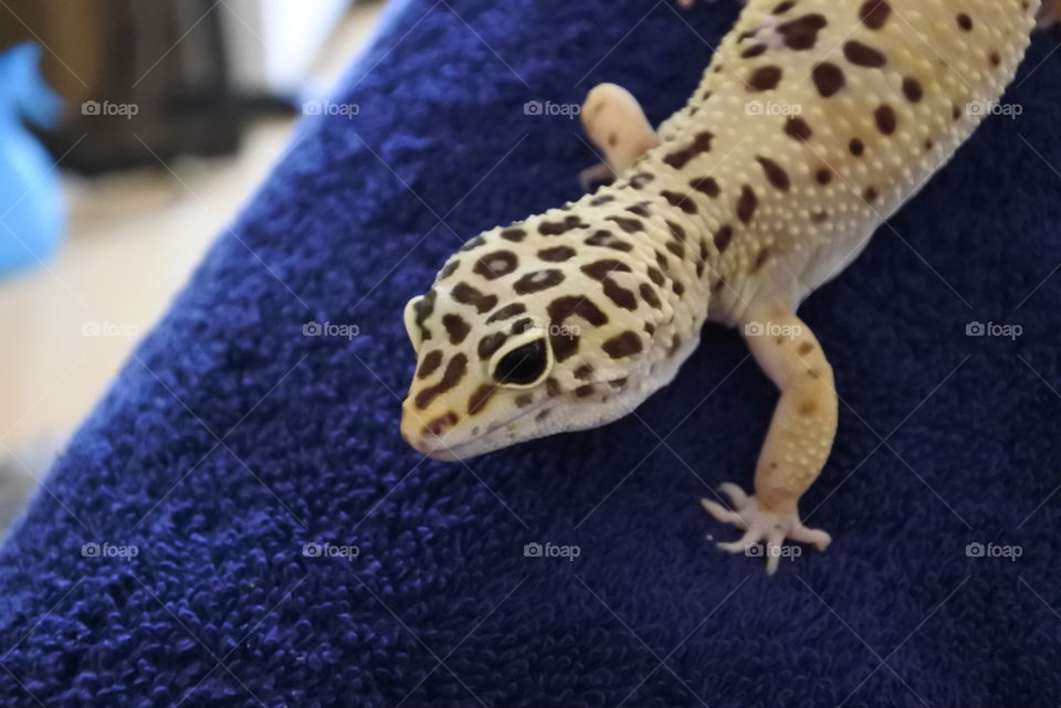 cute happy gecko