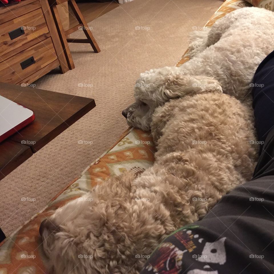 Cockapoo puppies cuddling with their owner.