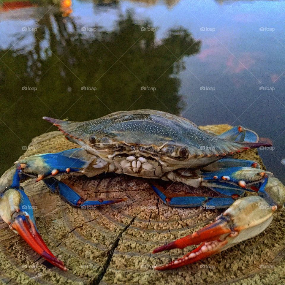 Blue crab I reeled in 