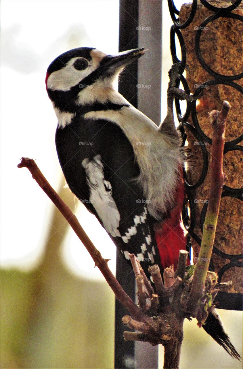 Great spotted woodpecker