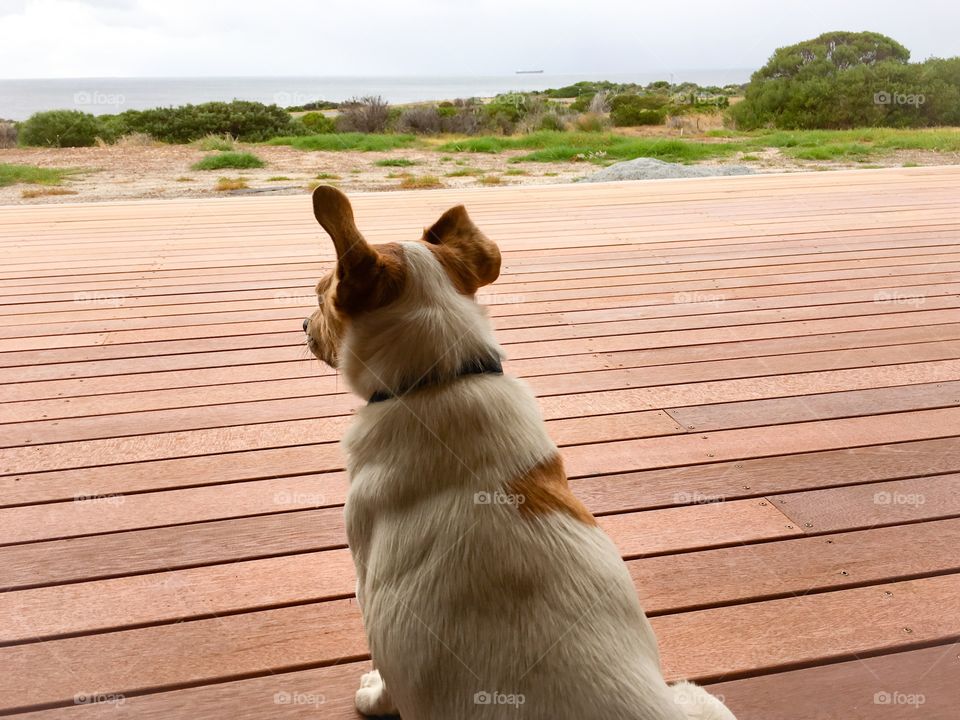 Jack Russell terrier dog on wood deck looking out toward ocean, backside view