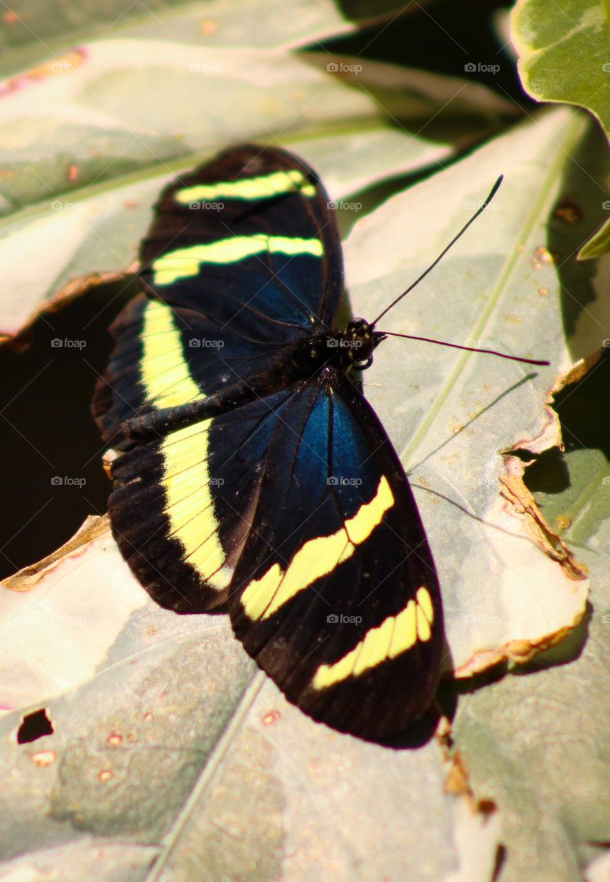 Blue and yellow butterfly 