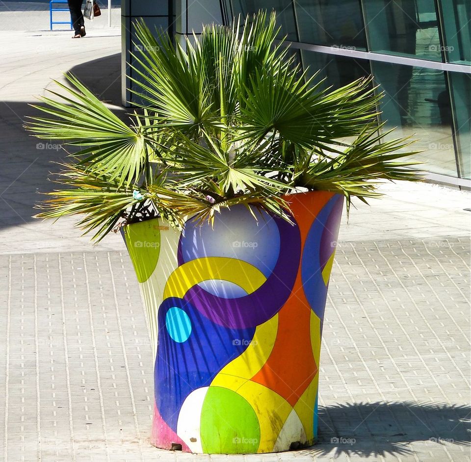 Plant in pot