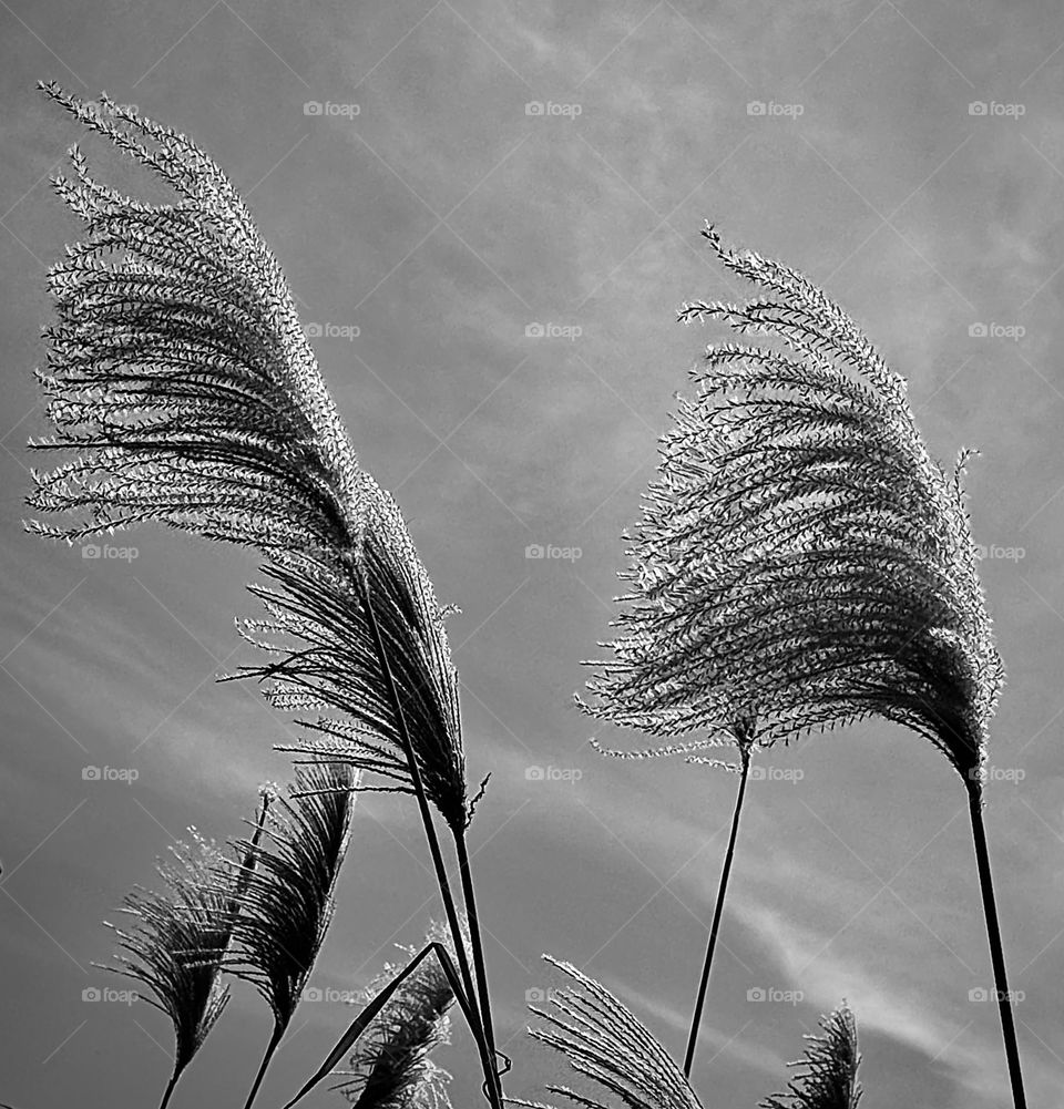 Silver grass 