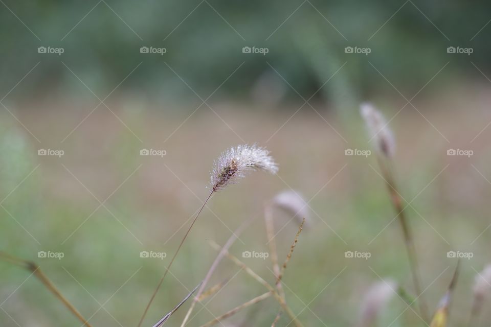 Crystal Dew on morning Fountain Grass