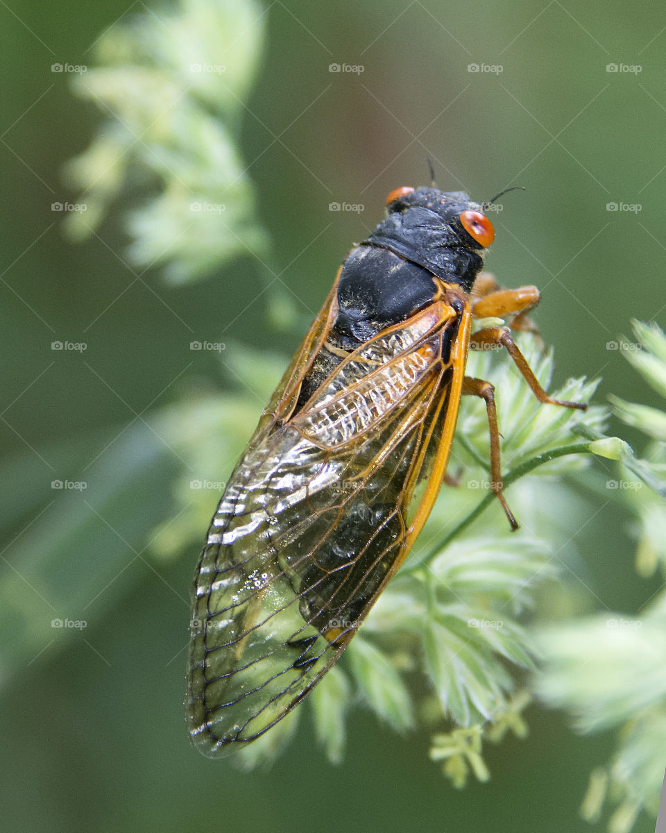 Seventeen Year Cicada on a leaf 