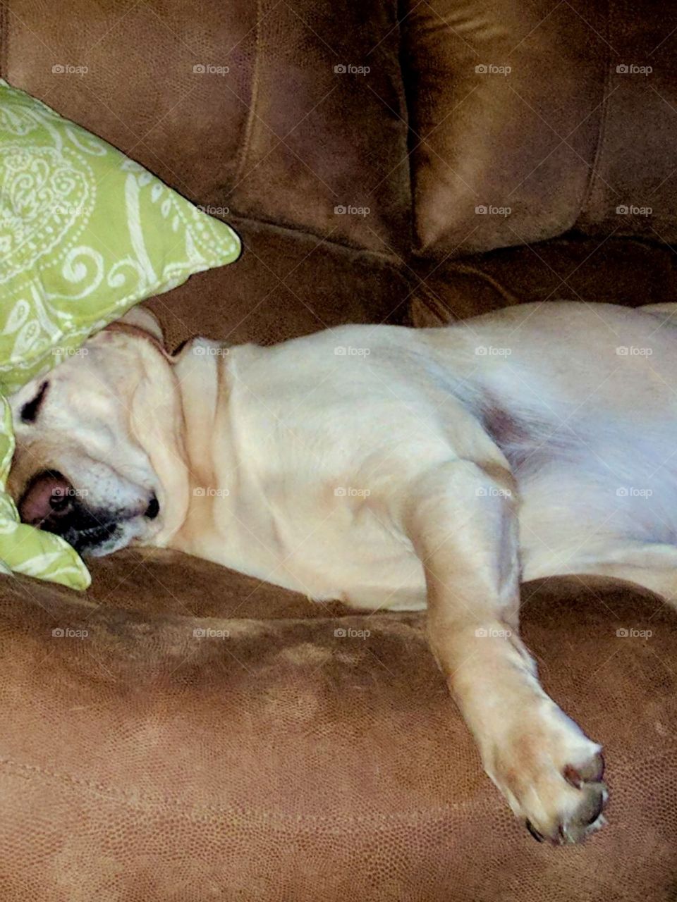 Yellow lab napping