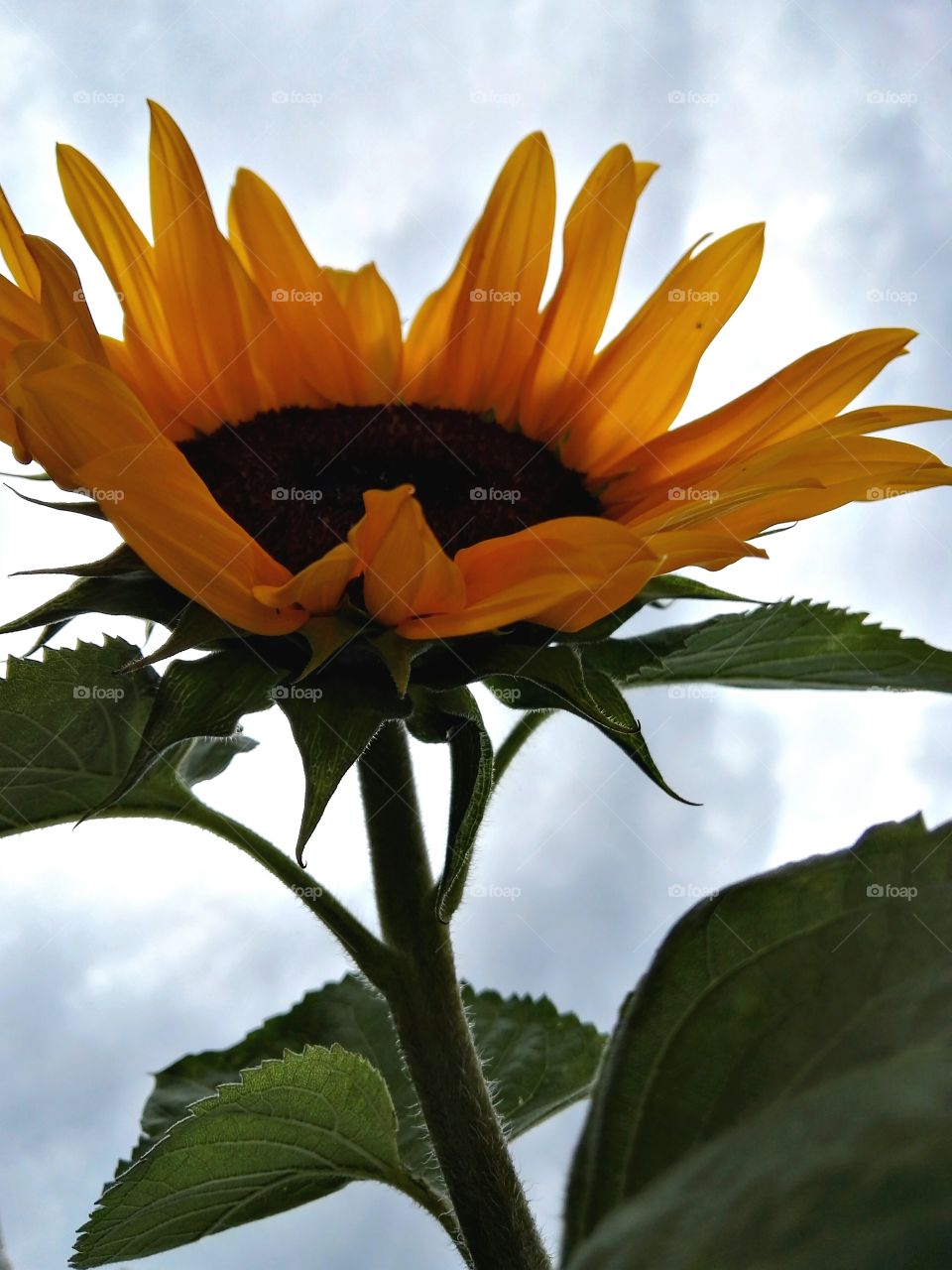 sunflower on the background of stormy sky
