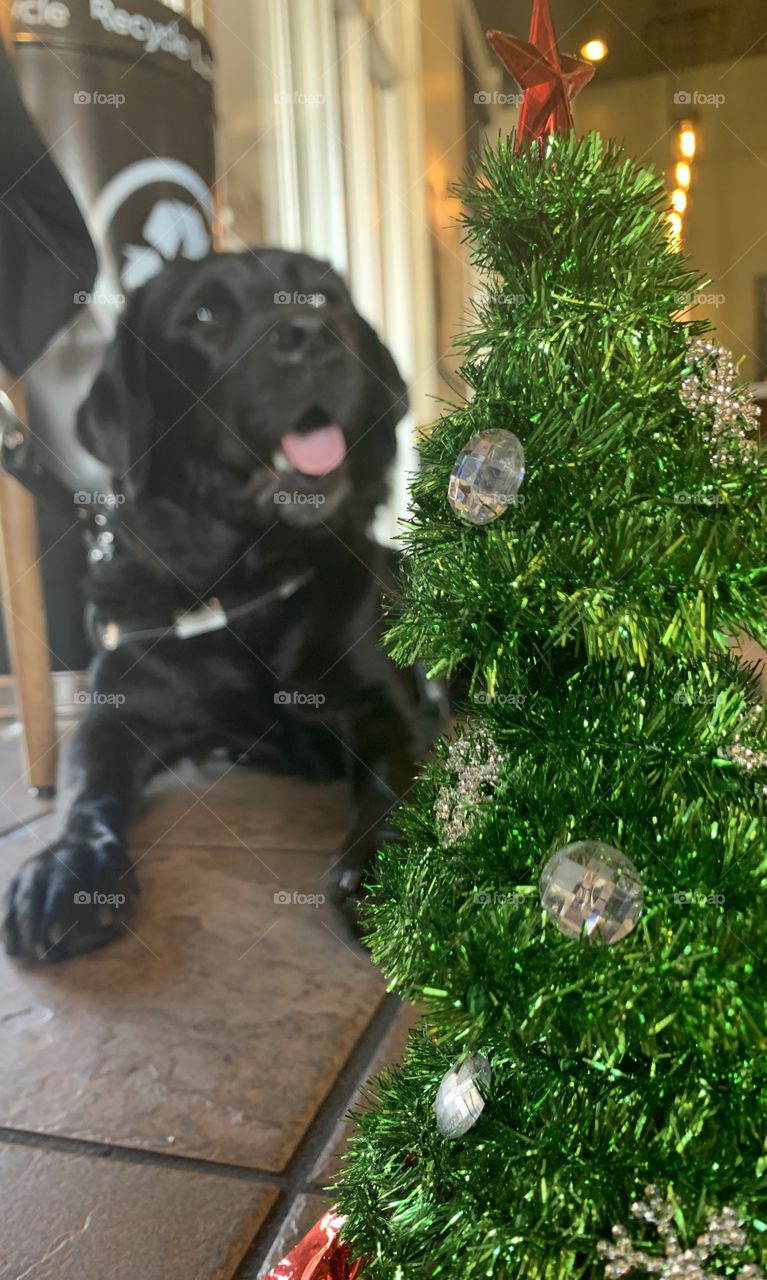 Dog Christmas 