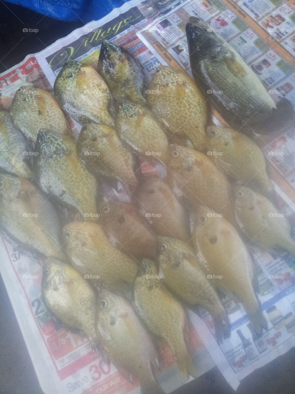 todays catch