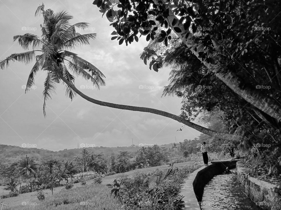 It was almost time before sunset at the edge of the rice fields