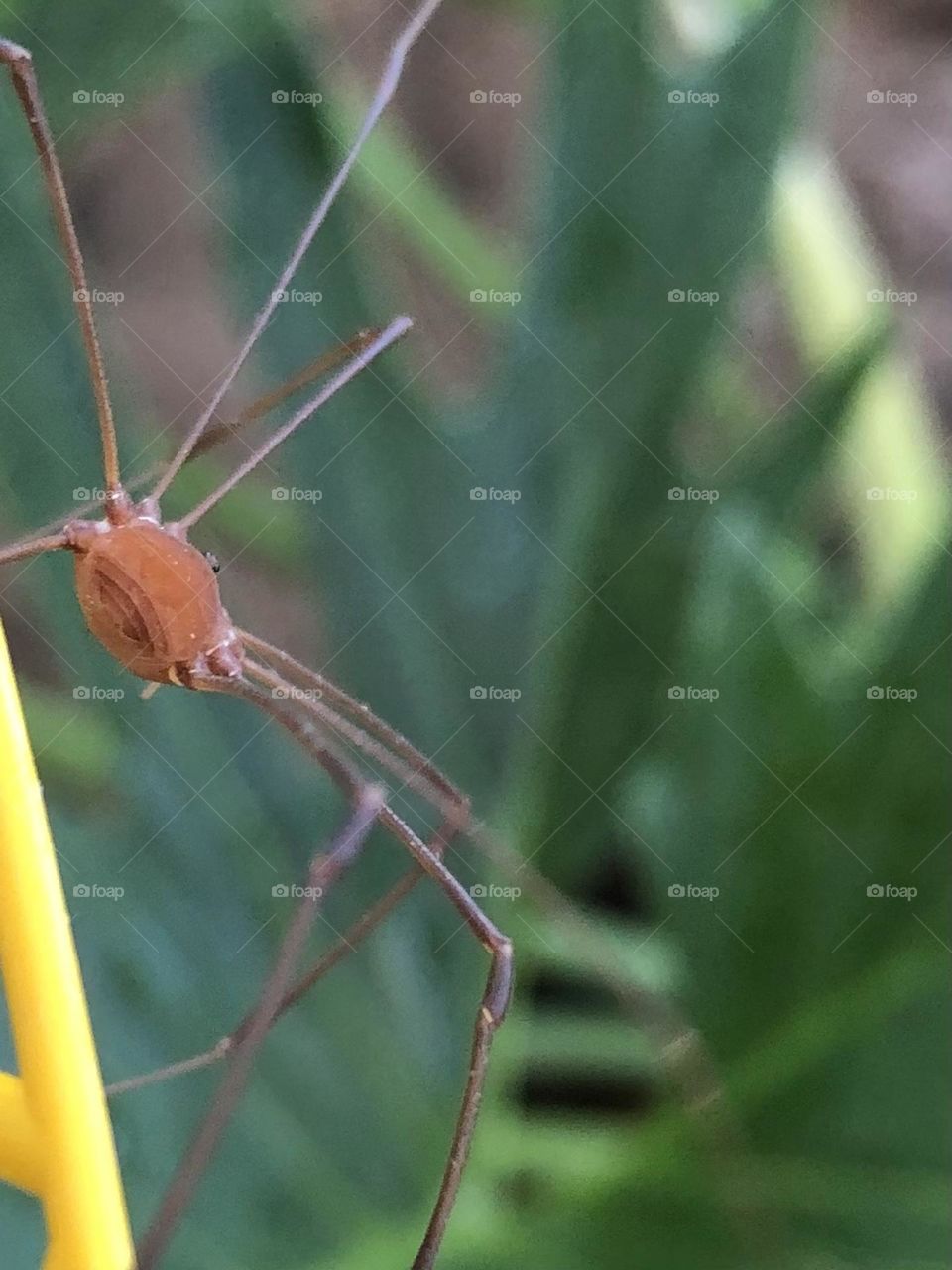 Multiverse. Closeup of a daddy long leg spider - getting him off the porch with a yellow fly swatter, lots of legs in this guy!