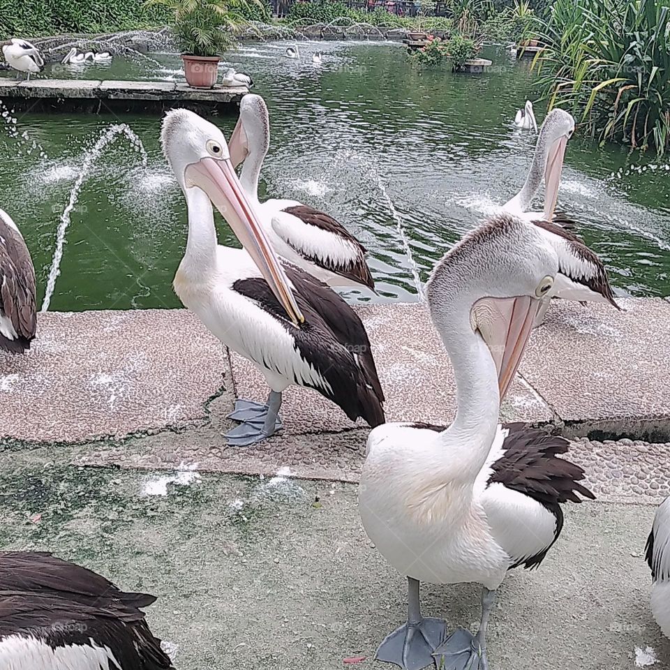 Pelicans