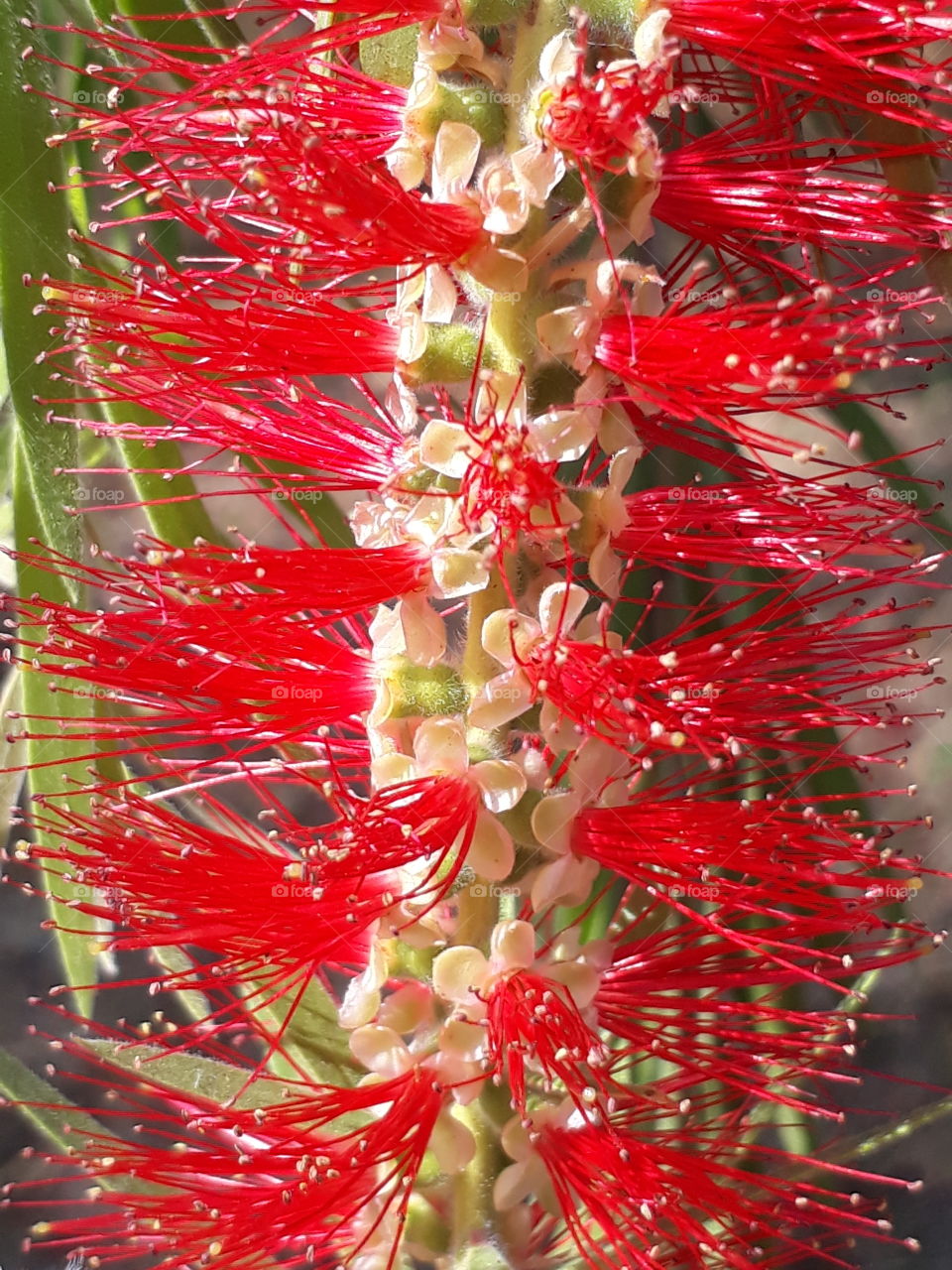 red coloured flower
