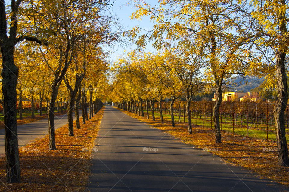 THE AUTUMN AT NAPPA VALLEY CALIFORNIA USA