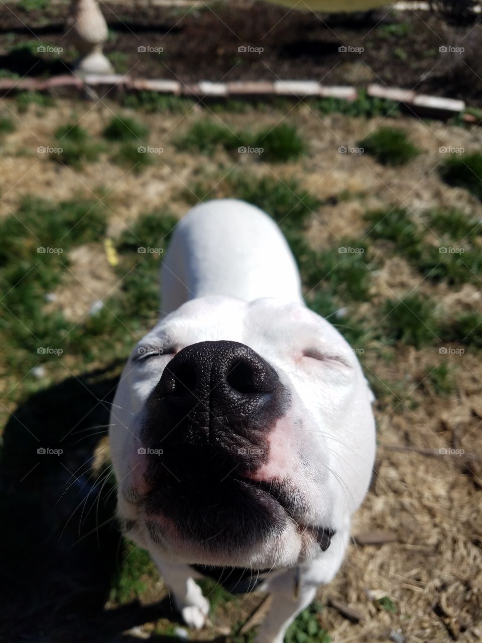 white pitbull sniffing