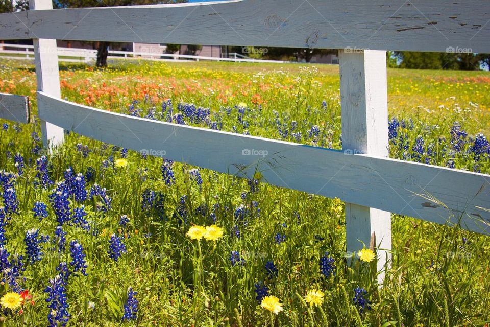 Texas Bluebonnets