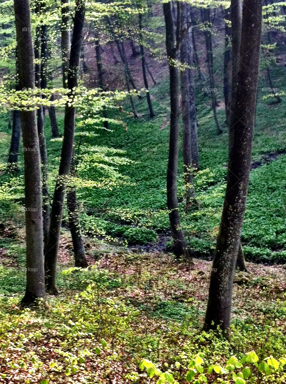 Valley with beech forest