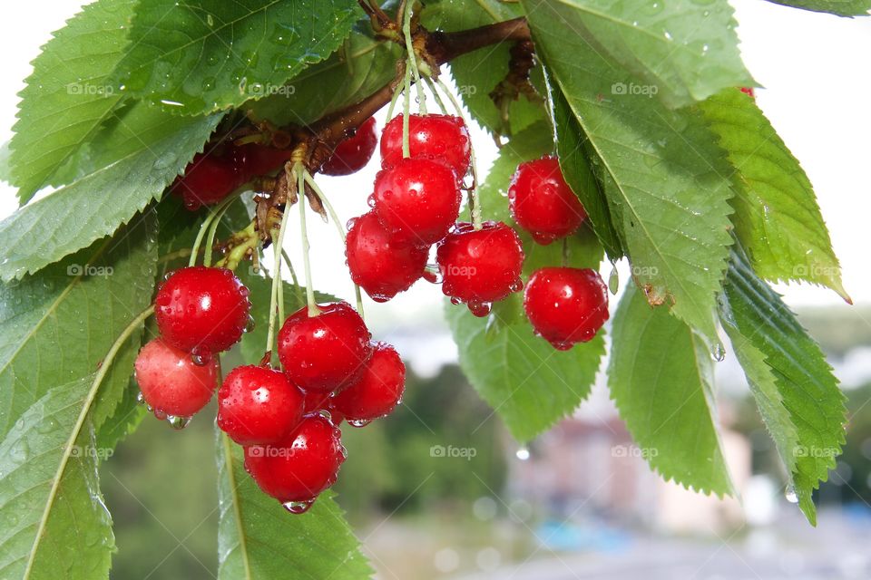 Red cherries in rain