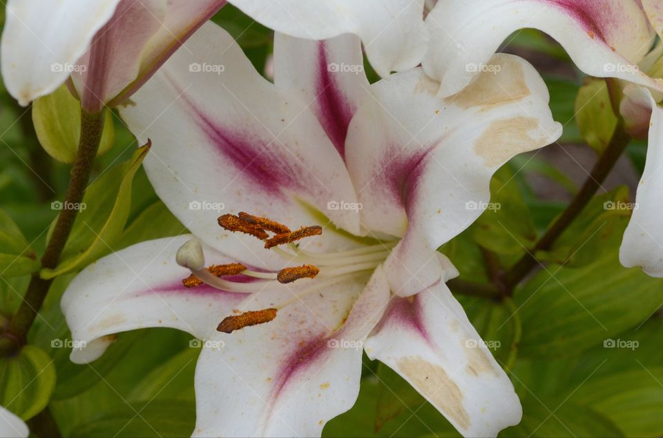 A portrait of a white and purple lily