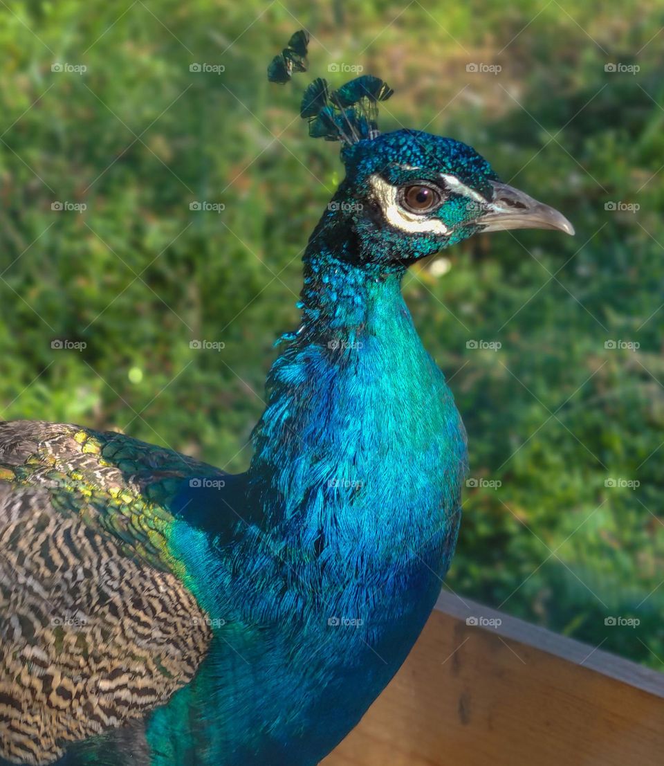 Peacock in green shades