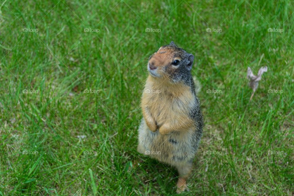 Groundhog prairie dog small animal wild in the Rocky Mountains in a Meadow in western Canada Alberta