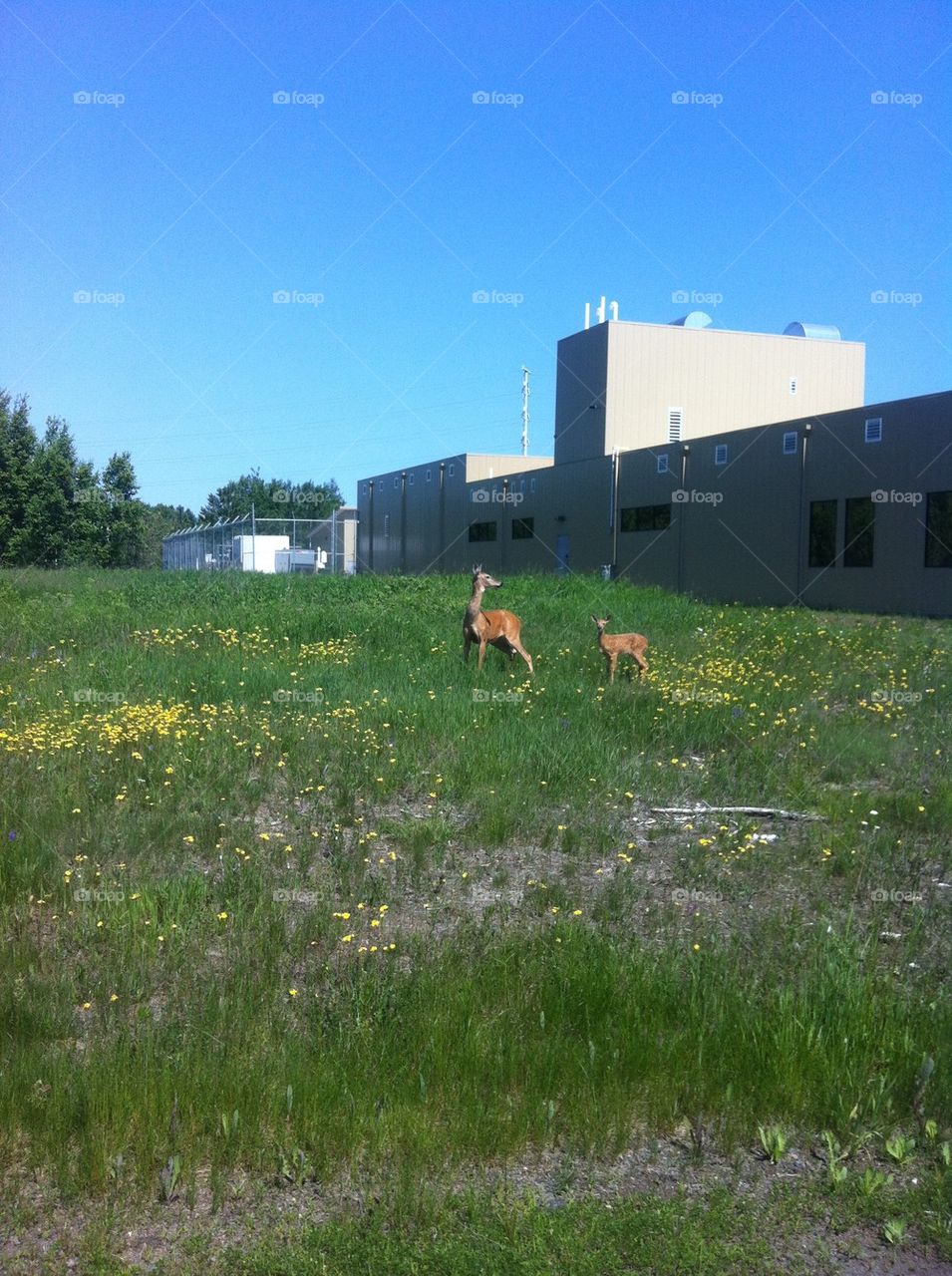Thunder Bay Deer
