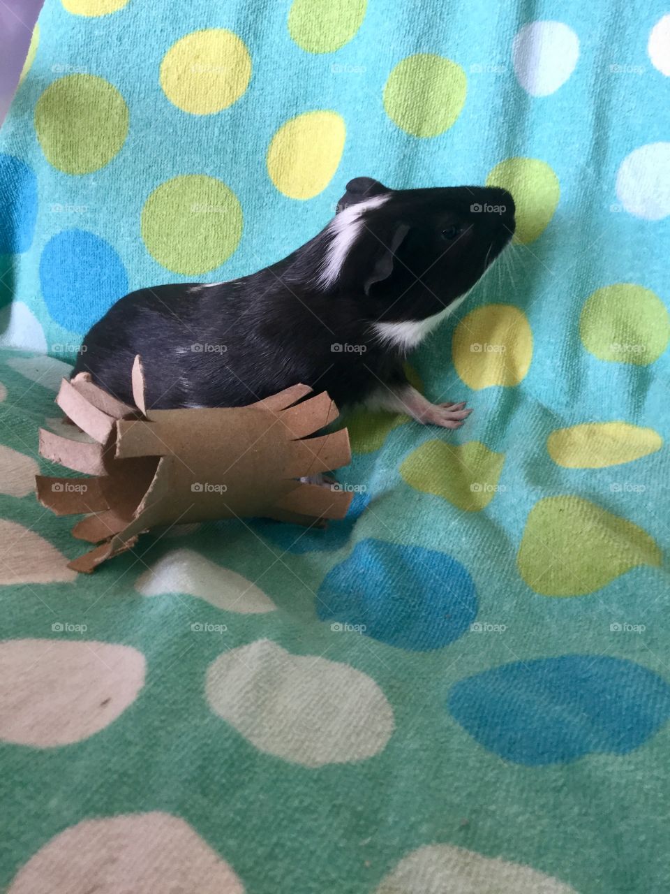 My new Guinea pig Timmy 