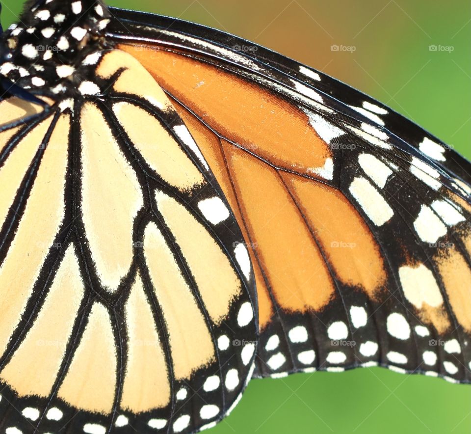 Closeup of Monarch butterfly wings, abstract